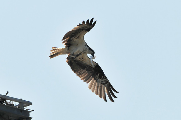 Osprey Flies Over Nest