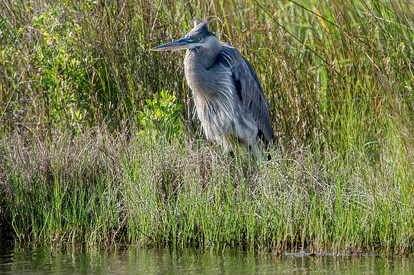 Gulf Shores Wildlife Photographer