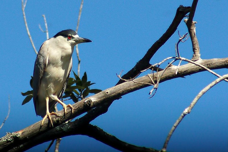 black-crowned heron