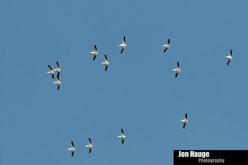 White Pelcans in Mobile Delta