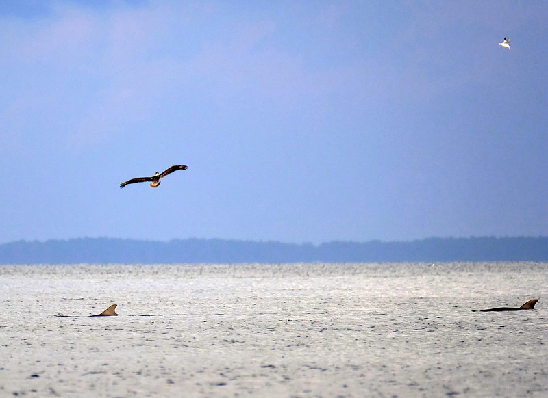 Gulf Shores Wildlife