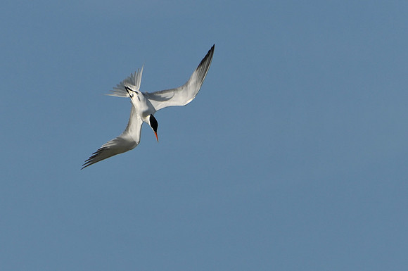 Common Tern