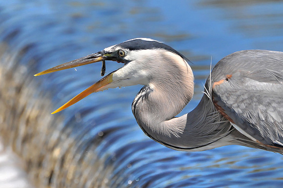 Great Blue Heron Fishing