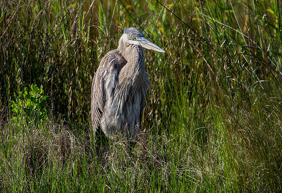 Gulf Shores Wildife