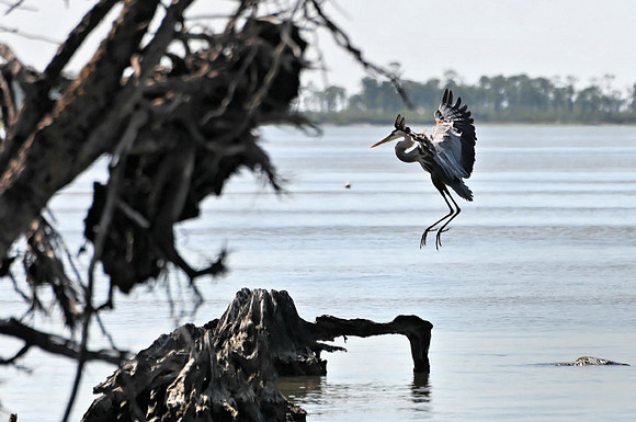 Great Blue Heron in Flight
