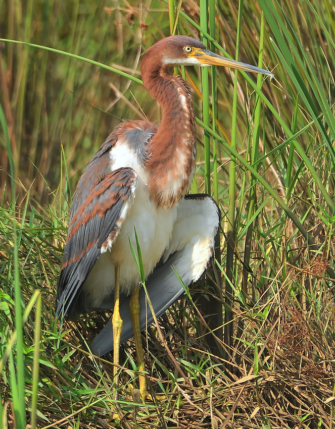 tri-colored heron
