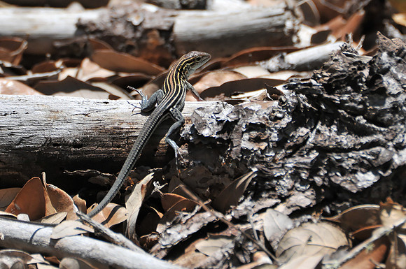 Lizard