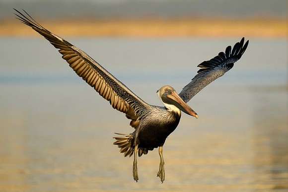 Flying Brown Pelican on the Causeway