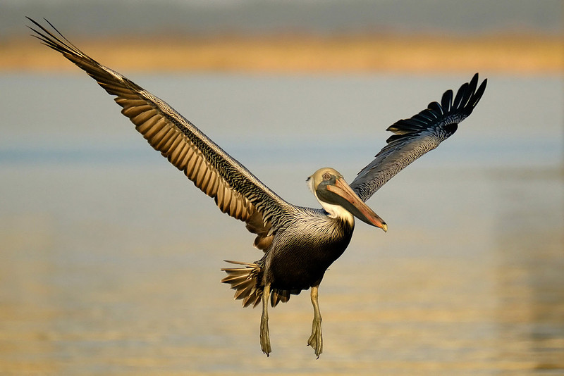 Flying Brown Pelican on the Causeway