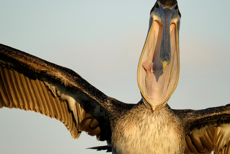 Yawning Brown Pelican on the Causeway