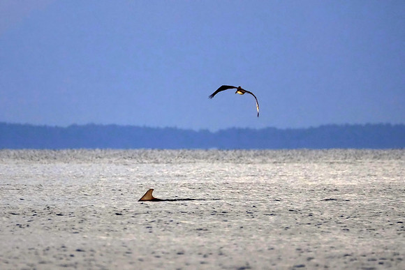 Gulf Shores Wildlife