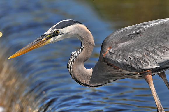 Great Blue Heron Fishing