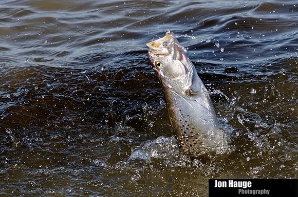 Speckled Trout in Mobile Delta