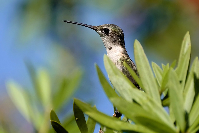 Ruby-throated Hummingbird Photography