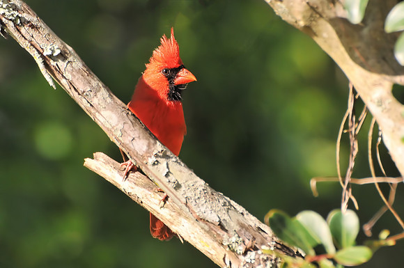 Backyard Birds
