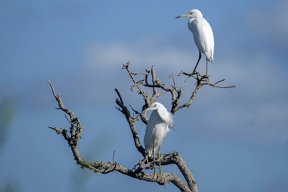 Juvenile Little Blue Heron