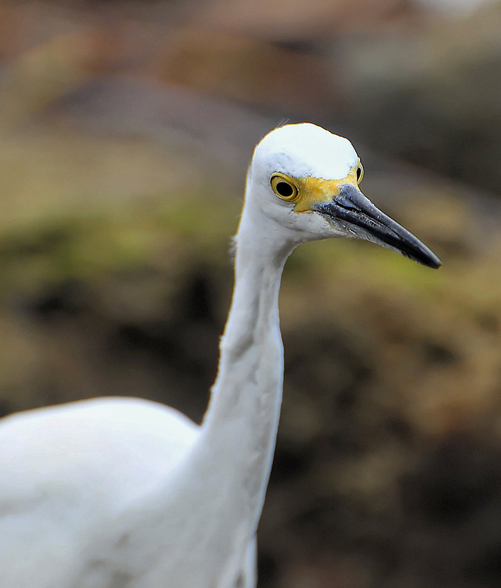 snowy egret