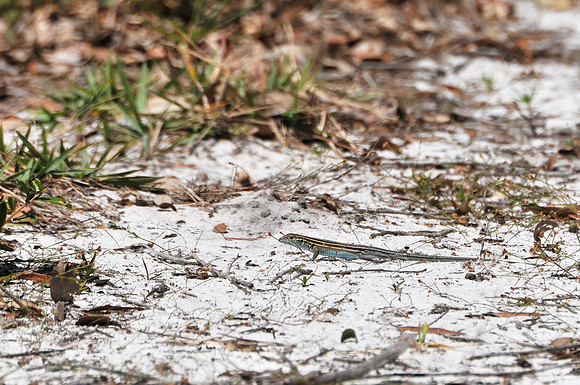 Lizard