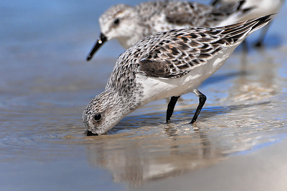 Sanderlings