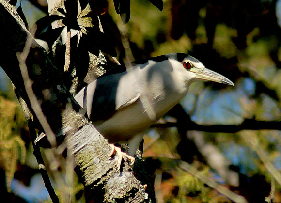 black-crowned heron
