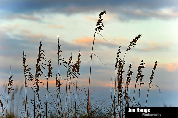 Sea Oats at the Beach
