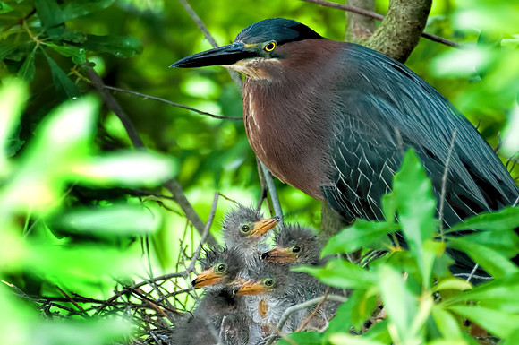 Green Heron Nest