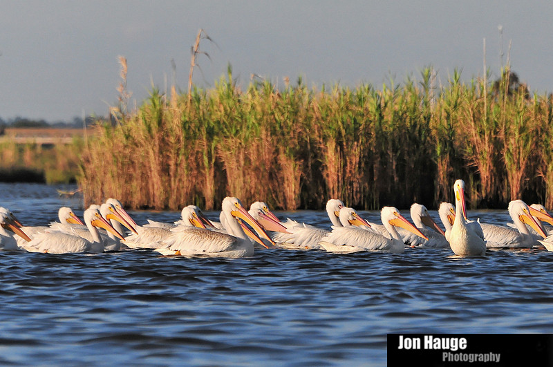Mobile Bay Wildlife Photographer-White Pelicans