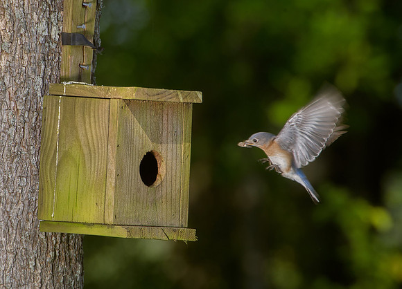 Blue Bird Nest