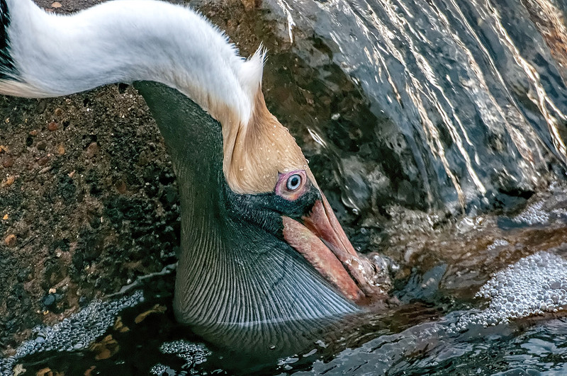 Gulf Shores Brown Pelican Photography