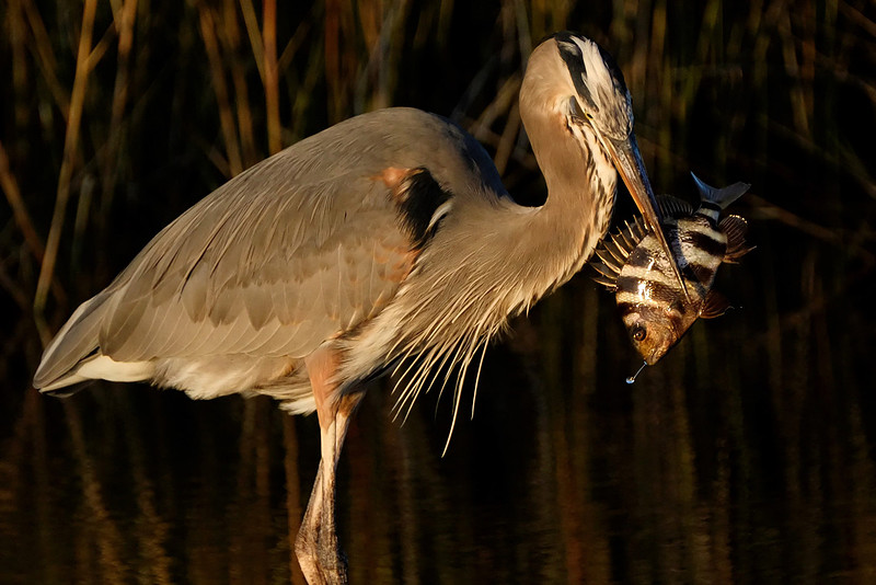 Great Blue Heron Fishing