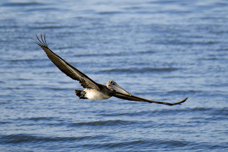 Brown Pelicans in Gulf Shores