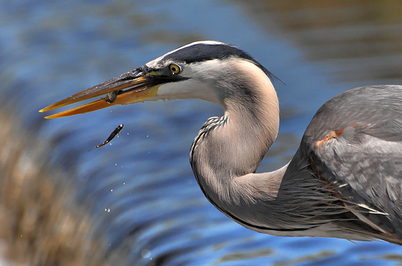 Great Blue Heron Fishing