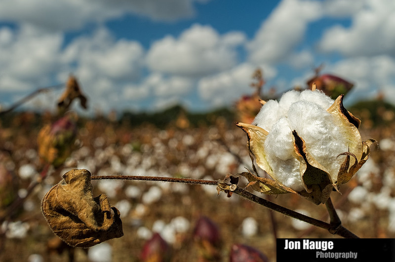 Cotton Field in Robertsdale