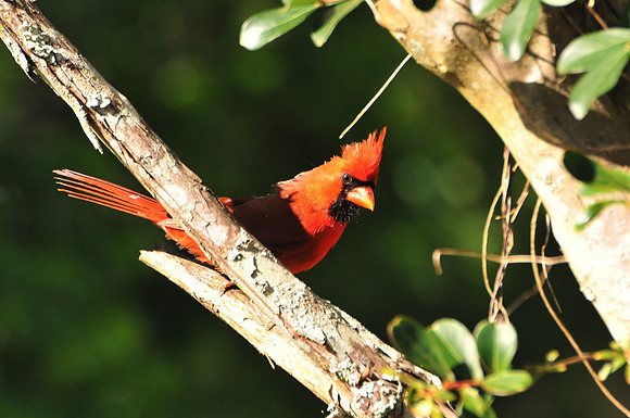 Backyard Birds