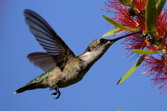 Ruby-throated Hummingbird Photography