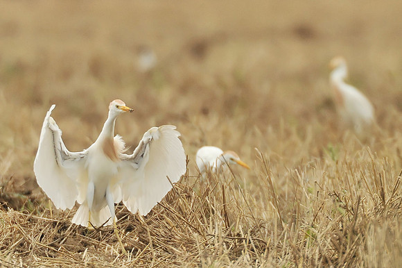 cattle egret in Robertsdale