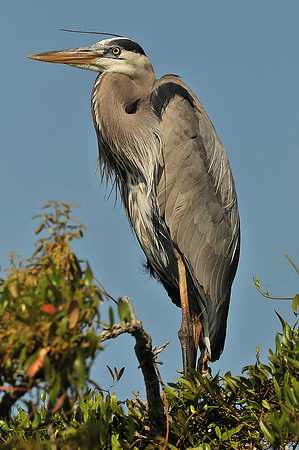 Wildlife in Robinson Island at Perdido Pass