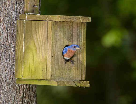 Blue Bird Nest