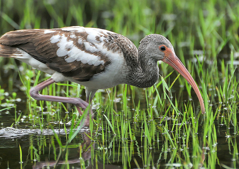 juvenile white ibis