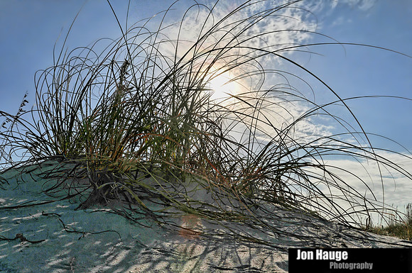 Sea Oats at the Beach