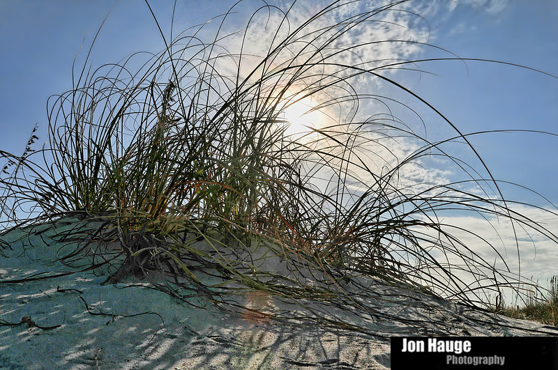 Sea Oats at the Beach