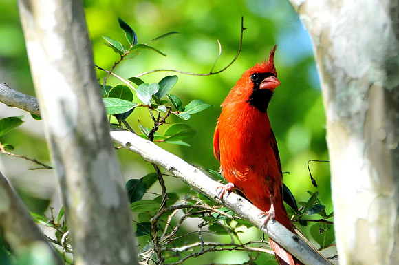 Backyard Birds