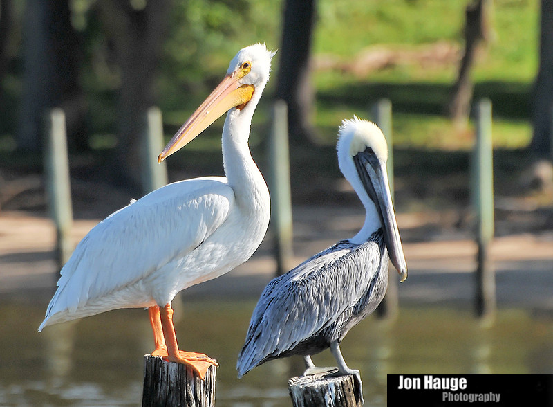 White Pelicans in Daphne,Alabama