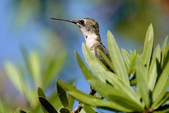 Ruby-throated Hummingbird Photography
