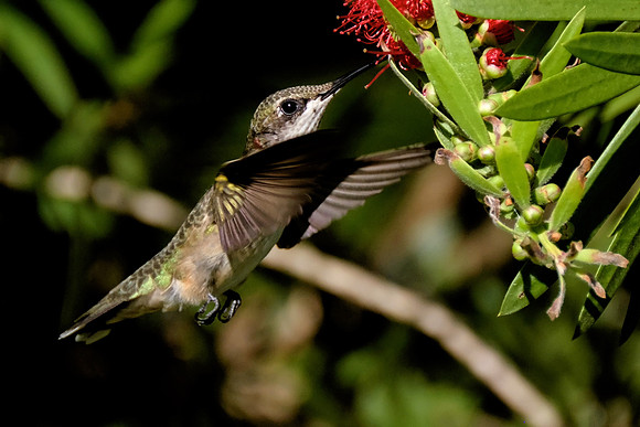 Ruby-throated Hummingbird Photography