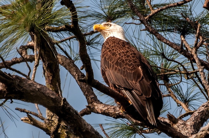 Gulf Shores Bald Eagle