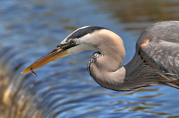 Great Blue Heron Fishing