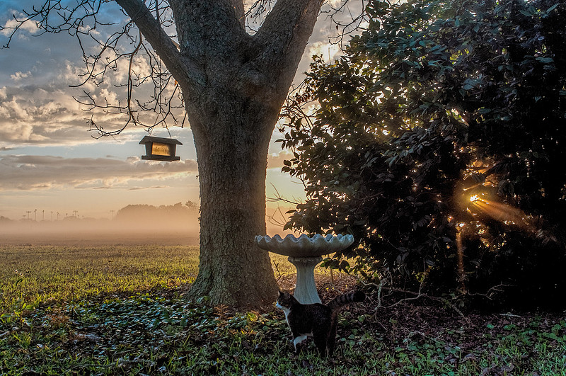 Robertsdale Photography