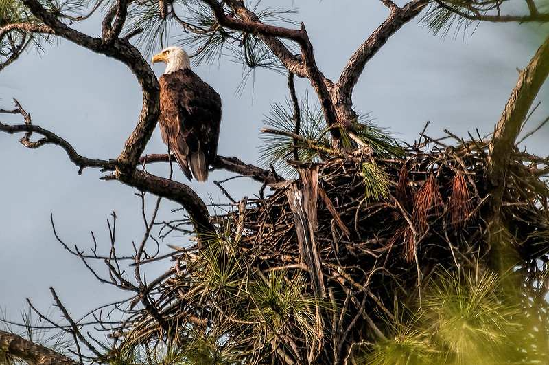 Gulf Shores Bald Eagle