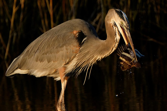 Wildlife Photographer in Gulf Shores